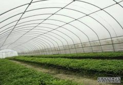 198彩注册全国蔬菜基地的发展促进日光温室大棚