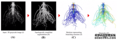 198彩注册TopoRoot：一种通过3D成像计算玉米根系层