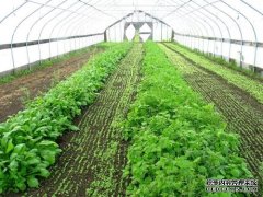 蔬菜温室大棚厂家讲建设需要哪些设施材料