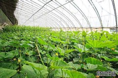 温室大棚蔬菜的初夏管理措施