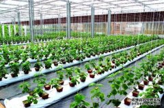 198彩温室大棚在农业种植方面如何发挥优势