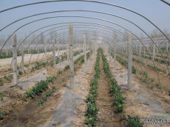 讲解一下怎么做好维护温室大棚的灌溉系统