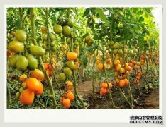 198彩注册怎样提高蔬菜温室大棚的坚固性