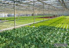 蔬菜温室大棚冬季浇水时应注意那些细节