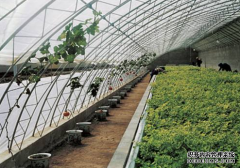 198彩注册温室大棚建造影响植物生长的因素有哪