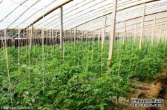 198彩注册蔬菜大棚建设安装技巧注意事项有哪些