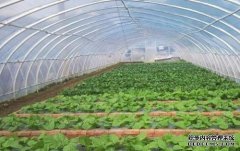 198彩蔬菜大棚采光设计需要注意哪些方面要求