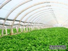 198彩注册浅析温室大棚放线的注意事项