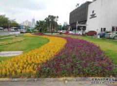 深南大道花卉改造迎佳节