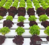 198彩南通水培蔬菜卖出了牛肉价