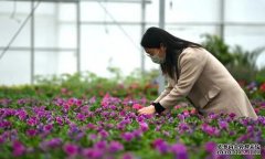 198彩注册西昌花卉产业园 一年卖出2430万盆鲜花收