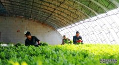 北京怀柔一季度设施农业发展趋缓