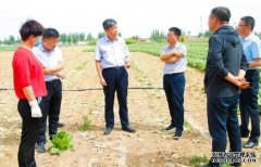 吴忠利通区领导调研蔬菜产业发展情况