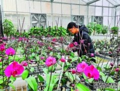 国家花卉改良中心投入使用