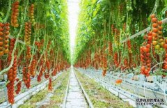 198彩太谷：智能番茄温室大棚已初具规模