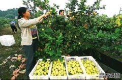 198彩重庆首个柠檬脱毒育苗中心在柏梓建成