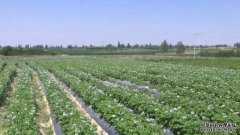 筑起绿色致富路——会宁县大力发展蔬菜产业走