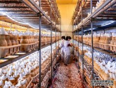 福建永安：工厂化食用菌产业蓬勃发展