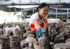 贵州黔西南州：发展食用菌产业脱贫效果显著