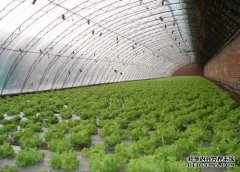 温室大棚与立式无土栽培的关联有哪些