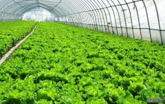 198彩注册温室种植蔬菜大棚有哪些优势？