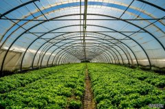 蔬菜温室大棚建造如何选材？
