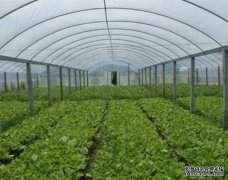 198彩蔬菜温室大棚建造中注意事项是什么？