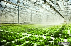 蔬菜温室大棚种什么最赚钱？